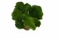 Preview: Cushion moss 1000g