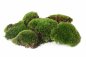 Preview: Bollenmoos / Kugelmoos 500 g lebend