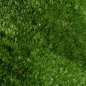 Preview: Bollenmoos / Kugelmoos 500 g lebend