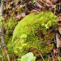 Preview: Bollenmoos / Kugelmoos 500 g lebend