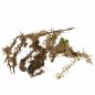 Preview: Sphagnum Moos lebend 2te Wahl 2 kg- 25 kg