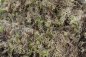 Preview: Sphagnum Moos lebend 2te Wahl 2 kg- 25 kg