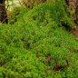 Preview: Sphagnum Moos lebend 0,5 kg bis 25 kg