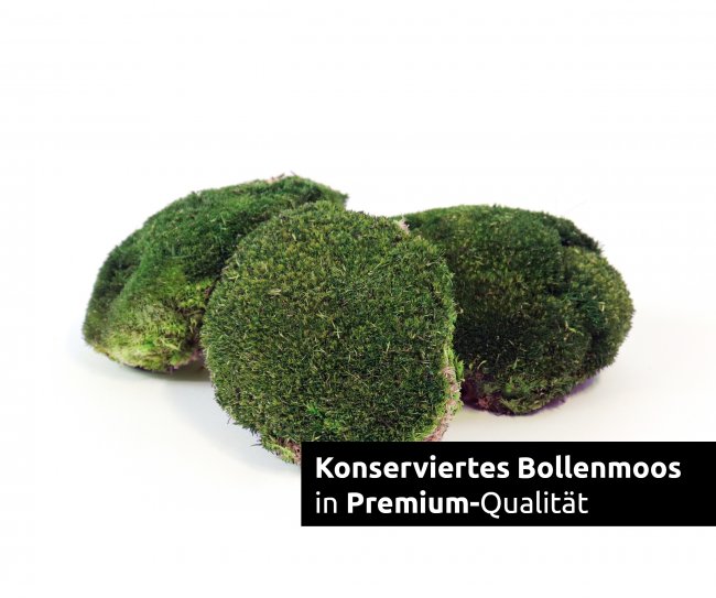 Preview: Bollenmoos konserviert dunkelgrün 250g