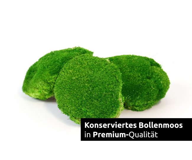 Preview: Bollenmoos konserviert hellgrün 250g