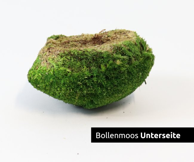 Bollenmoos konserviert dunkelgrün 250g
