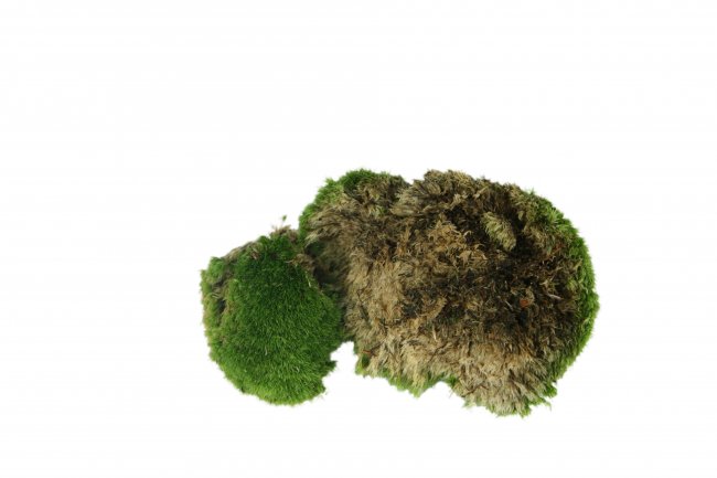 Bollenmoos / Kugelmoos 500 g lebend