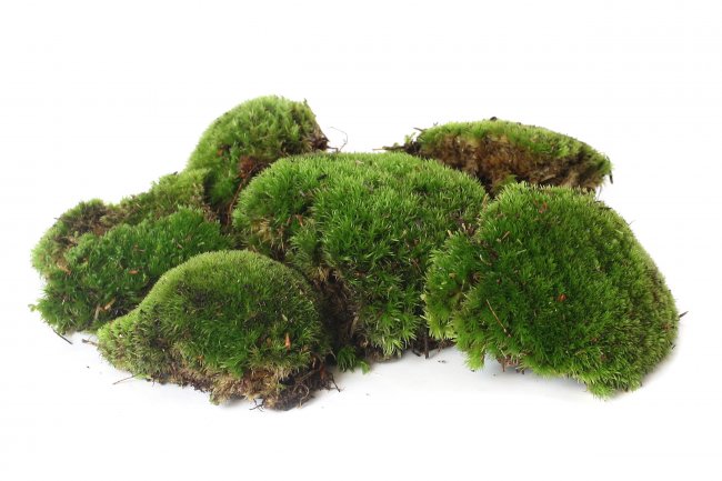 Bollenmoos / Kugelmoos 500 g lebend