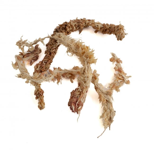 Preview: Sphagnum Moos 150 Gramm aus Chile