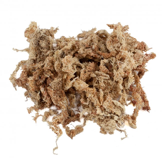 Preview: Sphagnum Moos 150 Gramm aus Chile