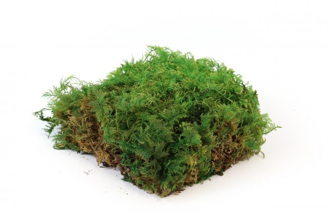 Preview: Farnmoos konserviert grün Windowbox 0,2m²