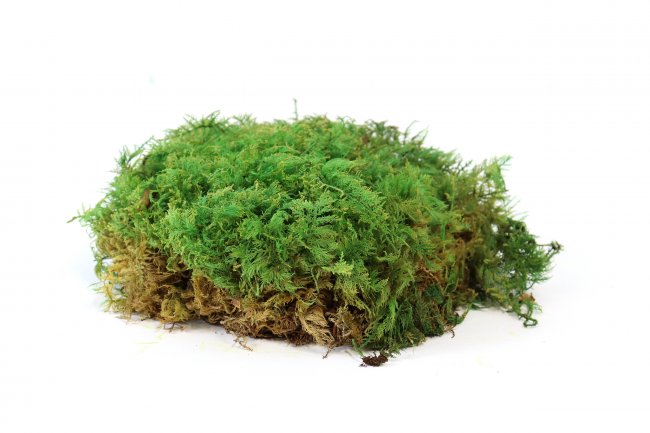 Farnmoos konserviert grün Windowbox 0,2m²