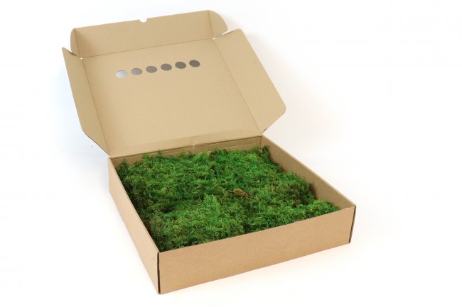 Preview: Farnmoos konserviert grün Windowbox 0,2m²