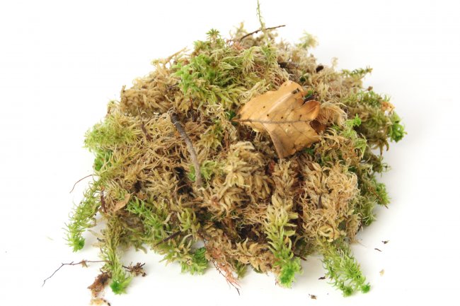 Preview: Sphagnum Moos lebend 0,5 kg bis 25 kg
