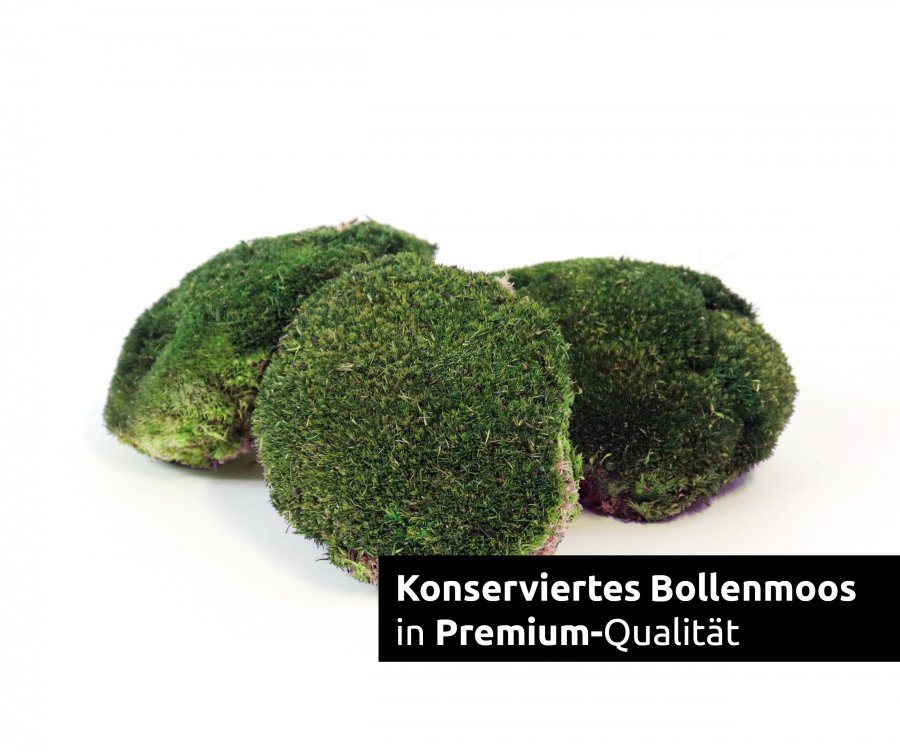 Bollenmoos konserviert dunkelgrün 250g