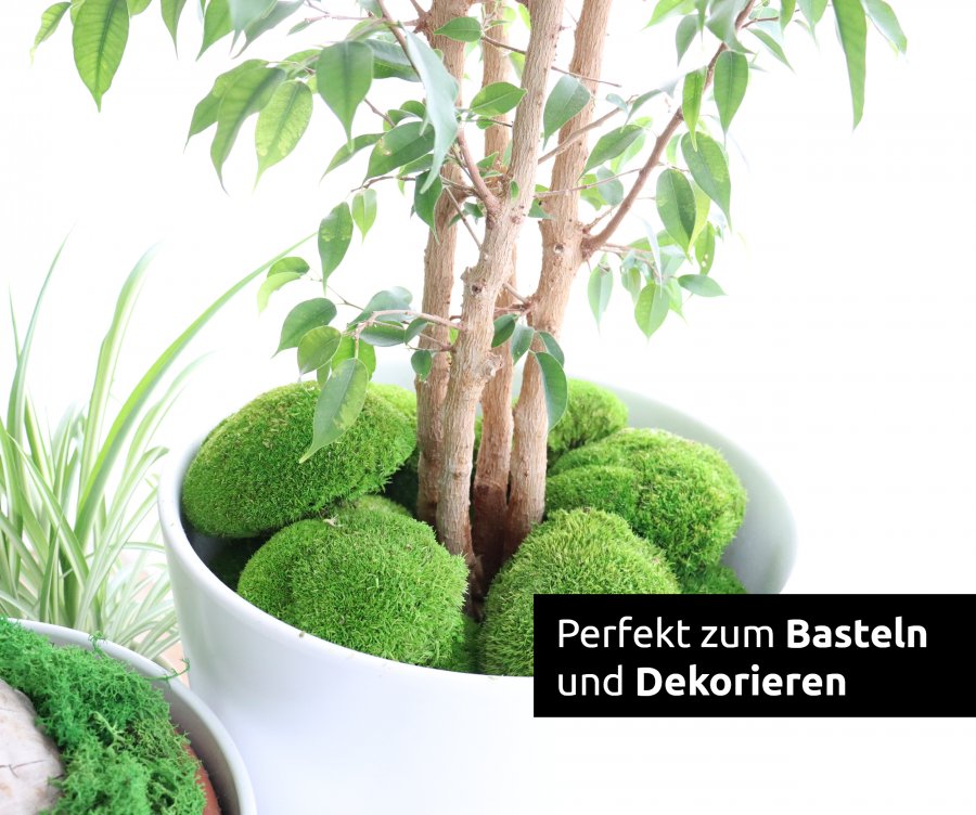Bollenmoos konserviert dunkelgrün 250g