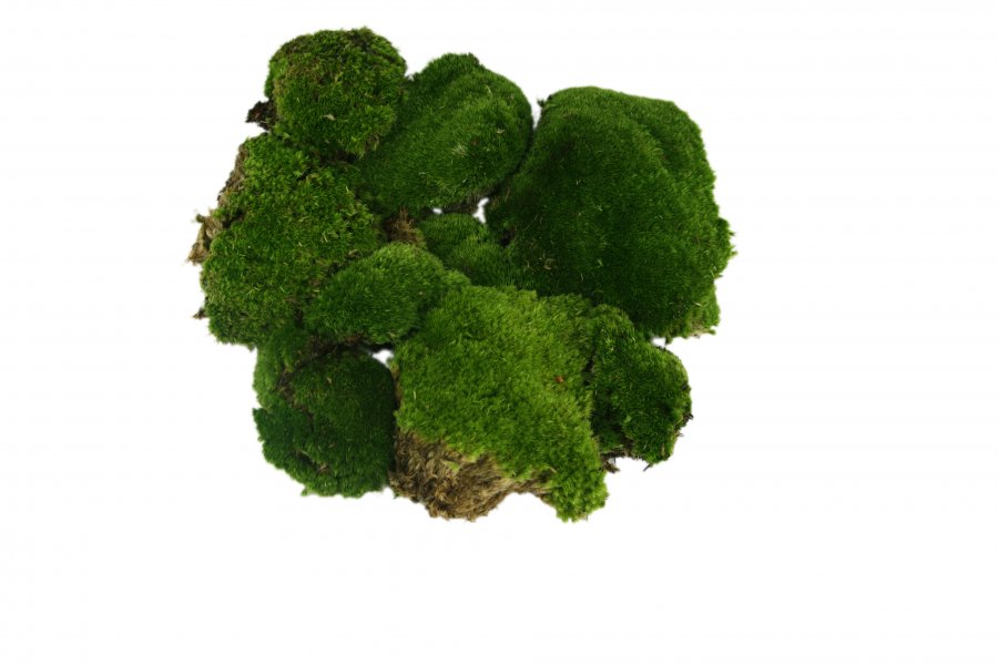 Cushion moss 1000g