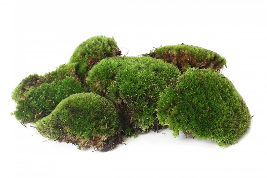 Bollenmoos / Kugelmoos 500 g lebend